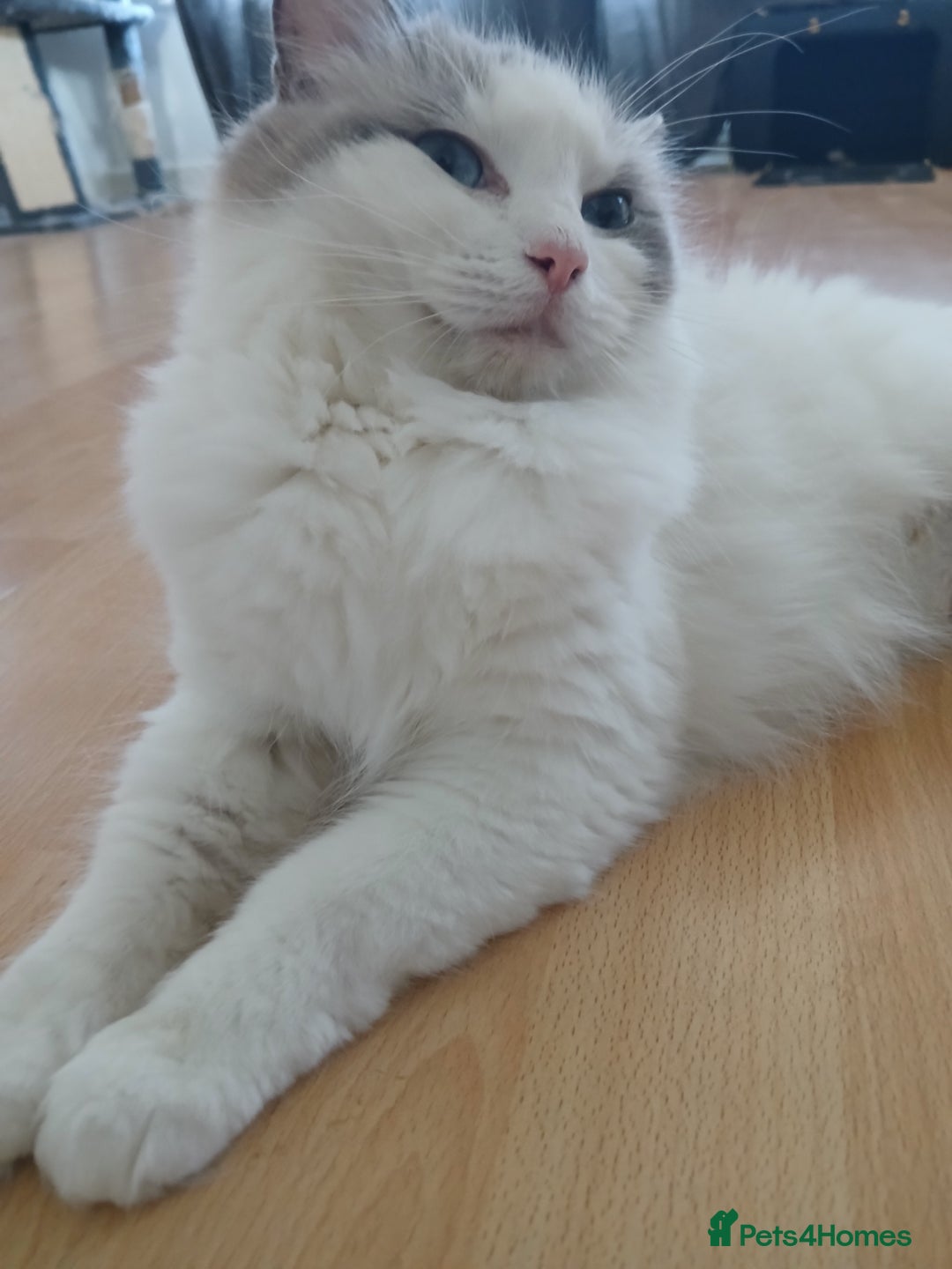 Ragdoll cats for sale: Blue Bicolour Ragdoll Queen - Image 1
