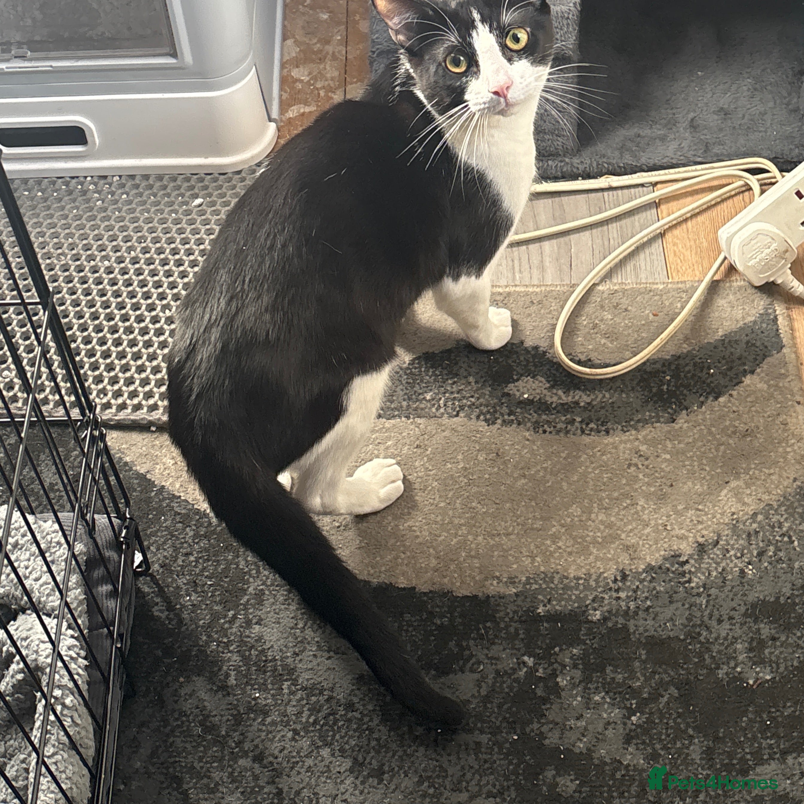 Maine Coon cats Oreo  - Advert 1