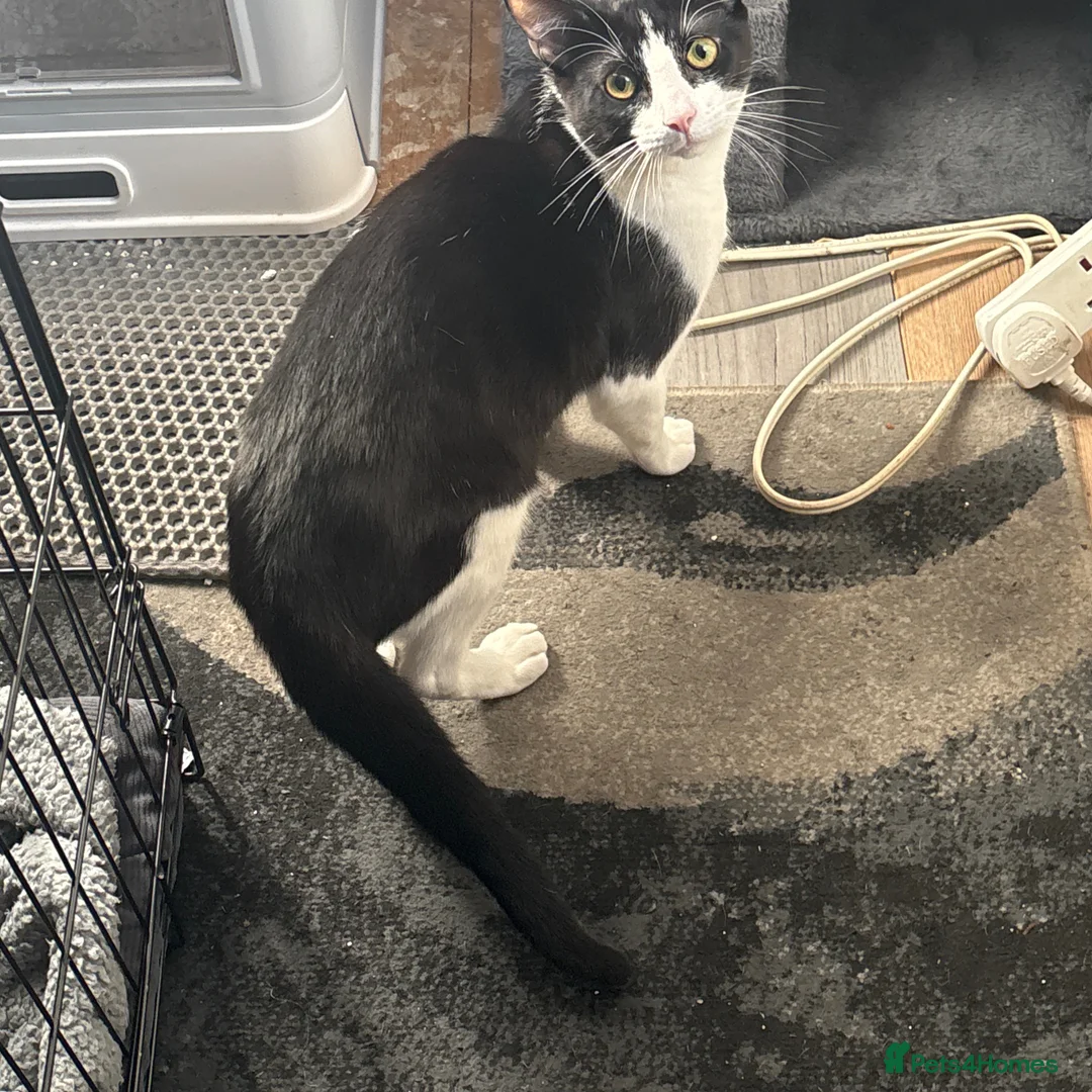 Maine Coon cats for sale: Oreo  - Advert 1