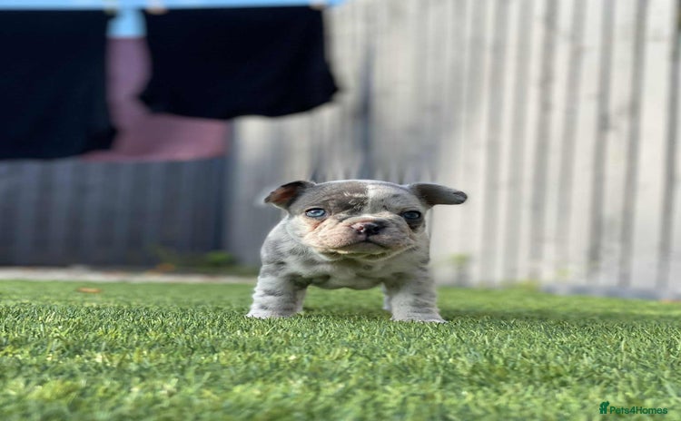 French Bulldog dogs - Advert 1