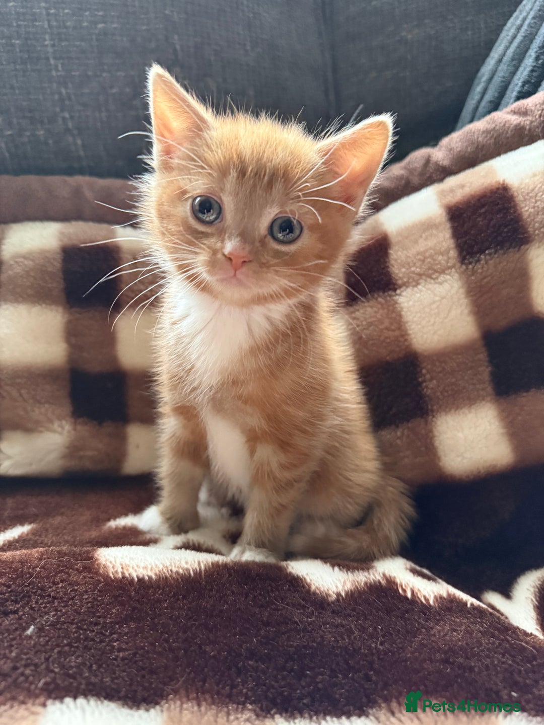 Mixed Breed cats for sale: Kittens - Advert 3
