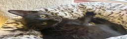 Mixed Breed cats for sale: Kittens for sale - Advert 4