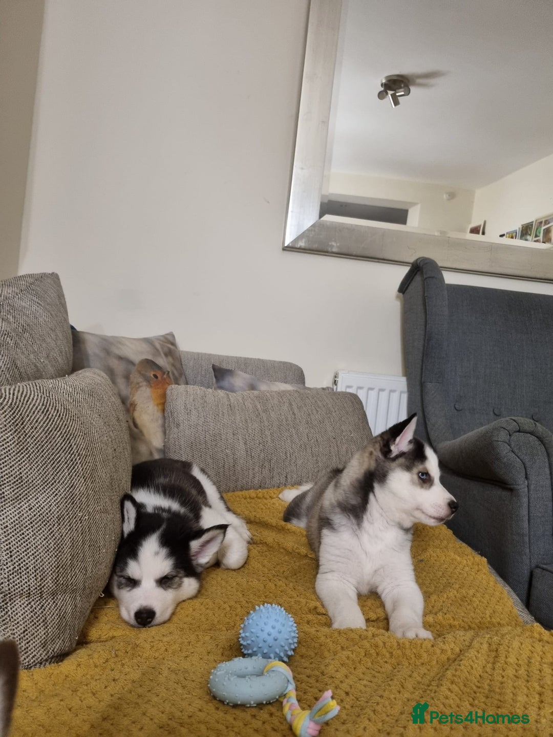Mixed Breed dogs for sale: Pomsky for sale - Advert 22