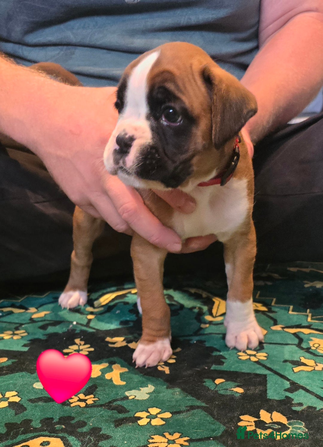 Boxer dogs for sale: 4 KC REG - COI 0% - Multi Champion Bloodline Pups - Image 5