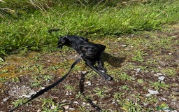 Mixed Breed dogs for sale: Australian Kelpie X Cocker Spaniel - Image 1