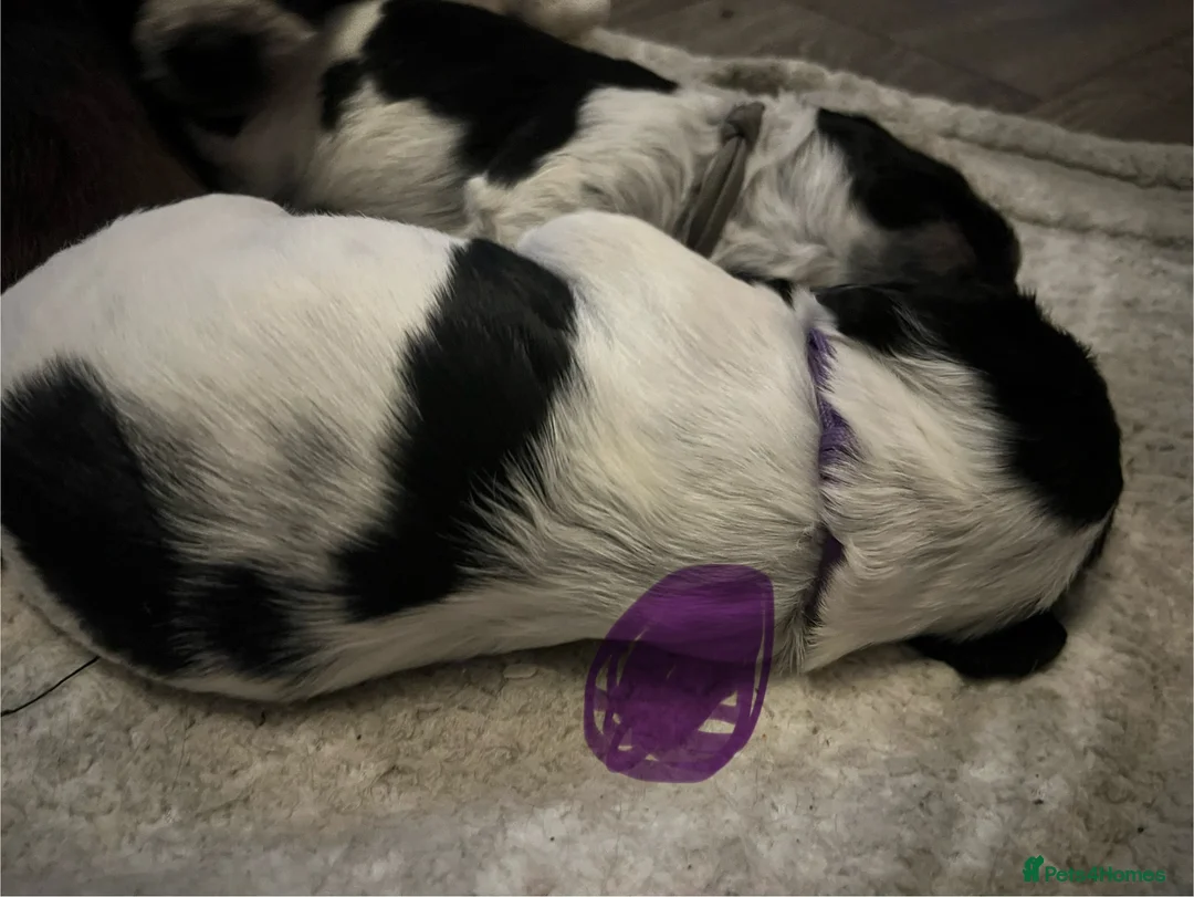 Sprocker dogs for sale: Sprocker spaniel puppies - Advert 19