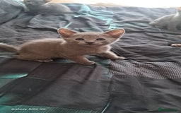 Russian Blue cats for sale: TICA Russian Blue Kittens Pedigree - Image 14