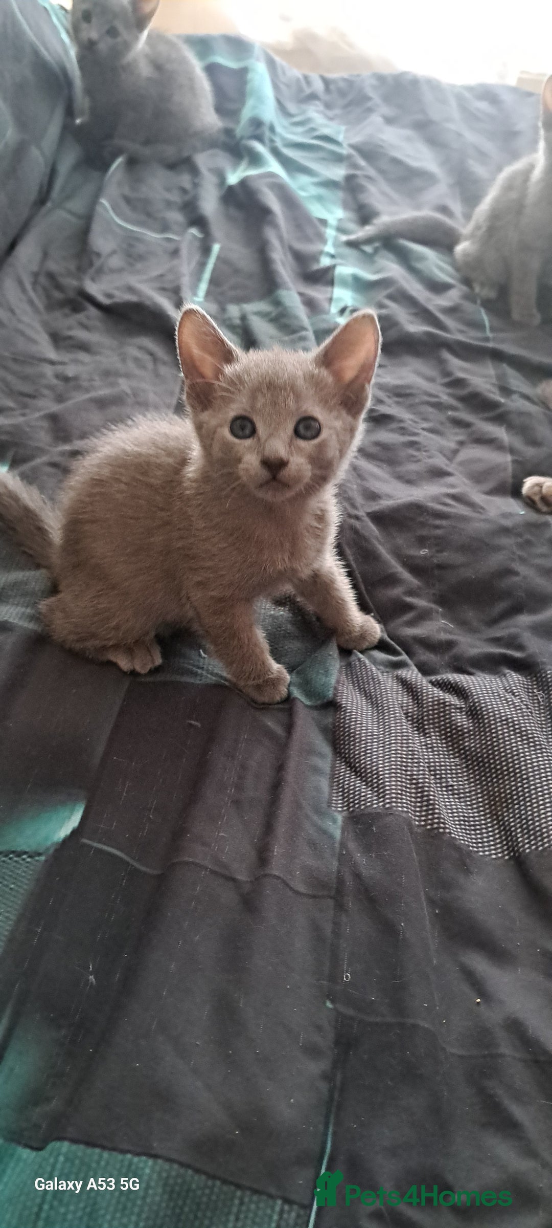 Russian Blue cats for sale: TICA Russian Blue Kittens Pedigree - Image 14