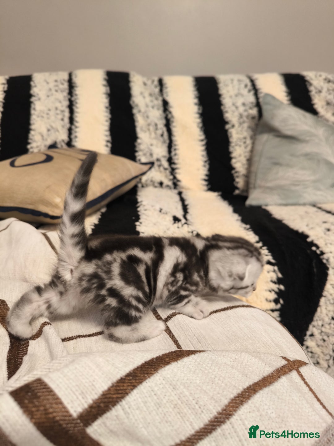 Scottish Fold cats for sale: Silver Tabby Scottish Fold Kittens: Rare&Stunning - Image 7