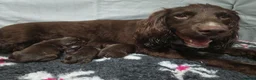 Cocker Spaniel dogs for sale: Last little boy - Advert 5