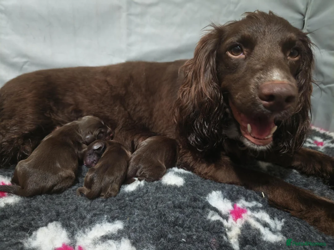 Cocker Spaniel dogs for sale: Last little boy - Advert 5