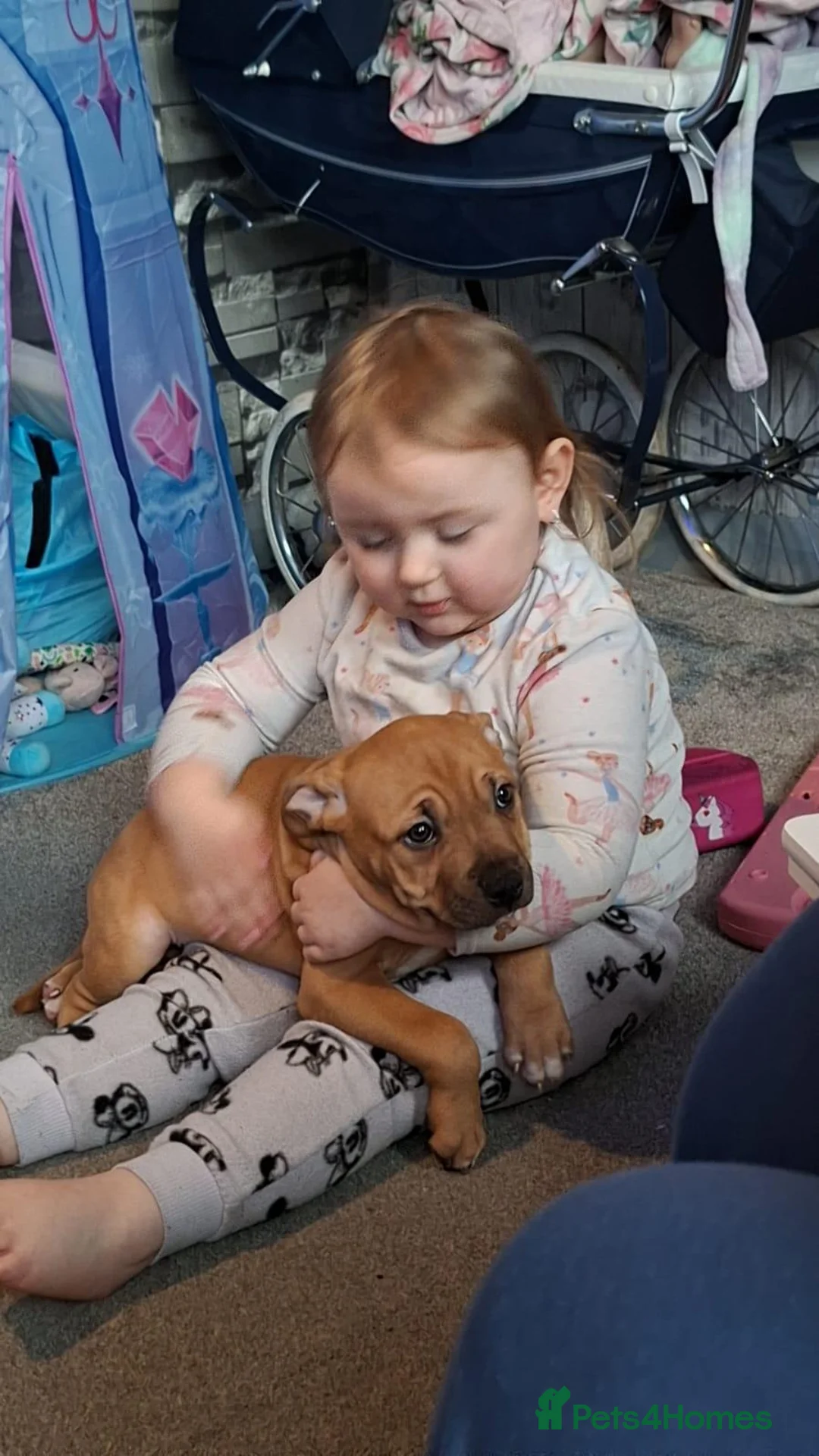 American Bulldog dogs for sale: 8 moth male american bulldog - Advert 19