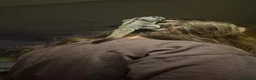 Sugar Glider rodents for sale: Two beautiful sugargliders  in Stoke-on-Trent - Advert 8