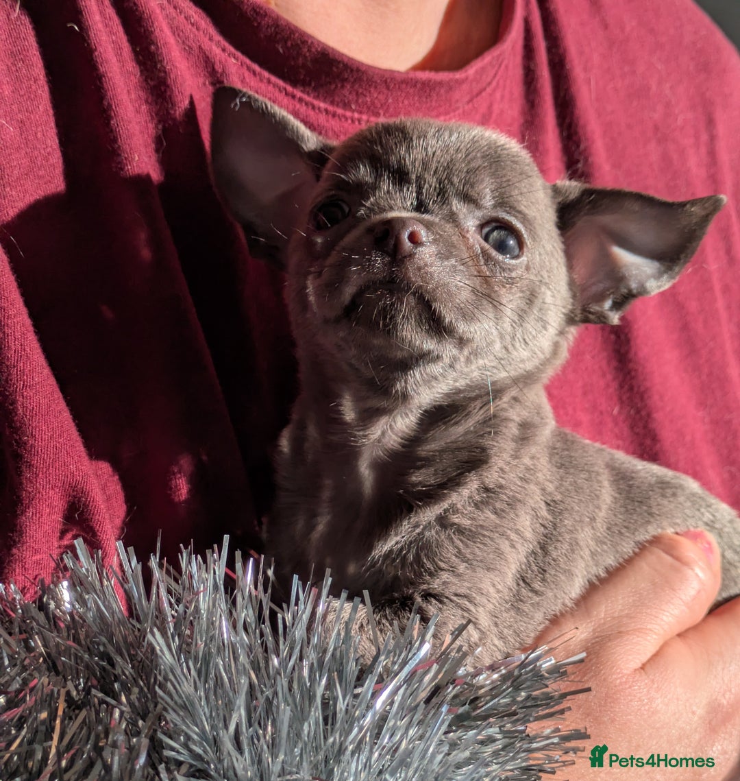 Chihuahua dogs for sale: Rare colour and tiny pedigree Chihuahuas  - Advert 22