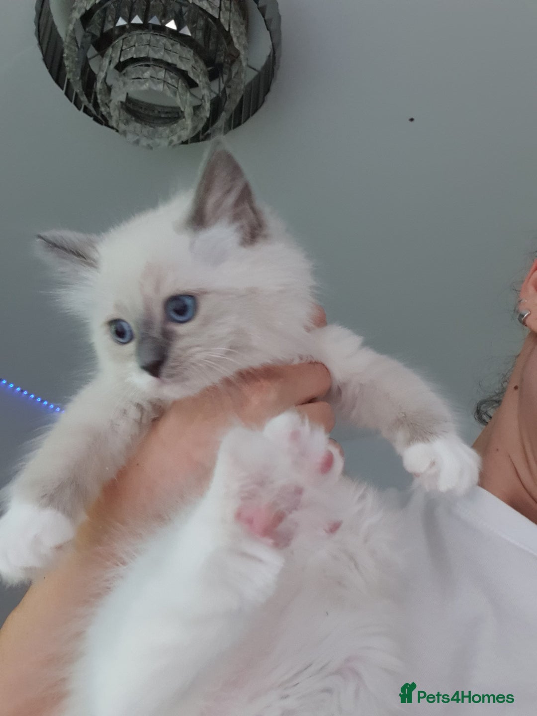 Ragdoll cats for sale: The cutest beautiful Ragdoll kittens! Ready :) - Image 6