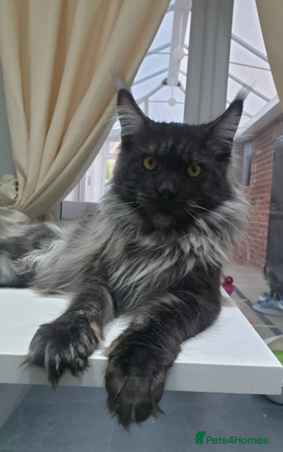 Maine Coon cats for stud: Proven Champion bloodlines stud in Doncaster - Advert 11