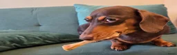 Miniature Dachshund dogs for sale: Miniature Dachshund - Advert 15