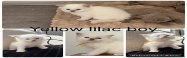Ragdoll 2