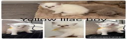 Ragdoll cats for sale: Stunning ragdoll kittens - Advert 3