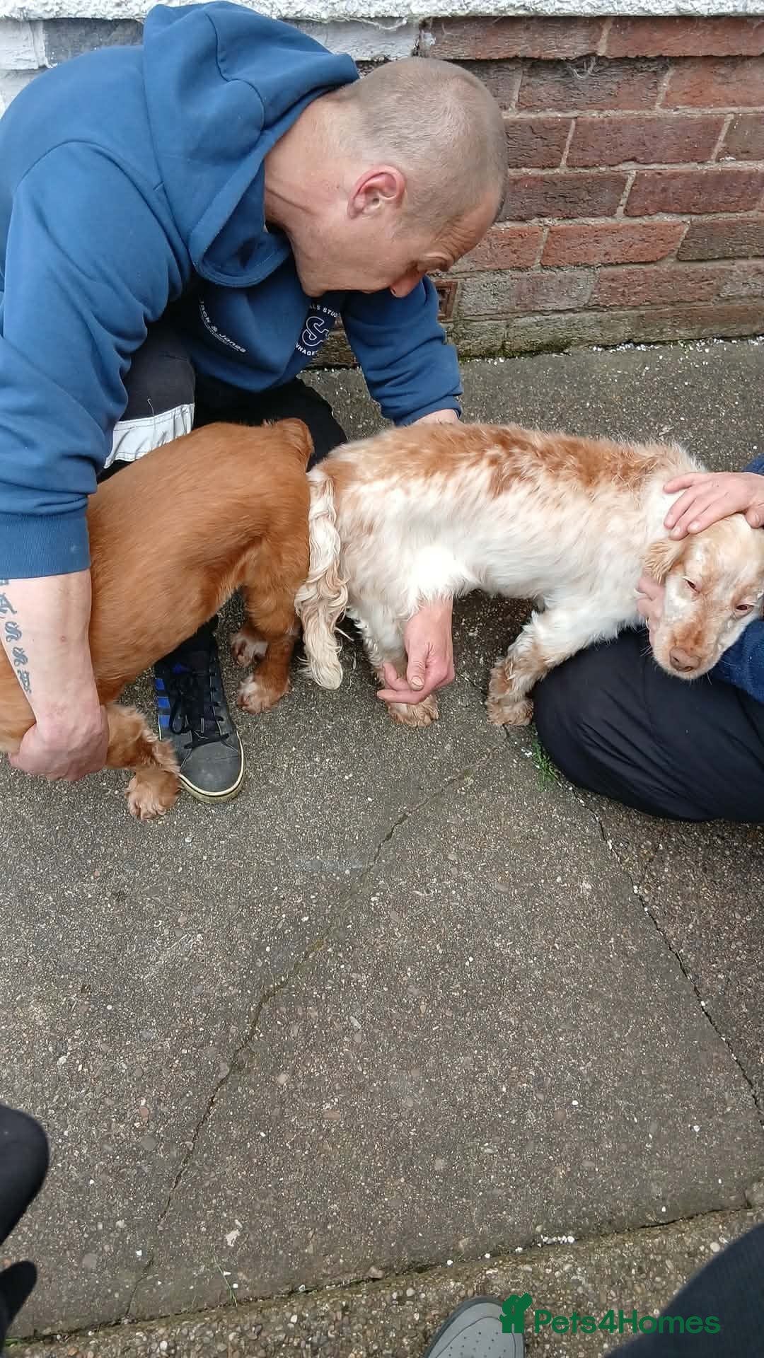 Cocker Spaniel dogs Cocker spaneil puppies ready now  - Advert 2