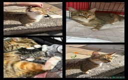 Mixed Breed cats for sale: 4 tabby beautiful kittens for sale  - Image 5