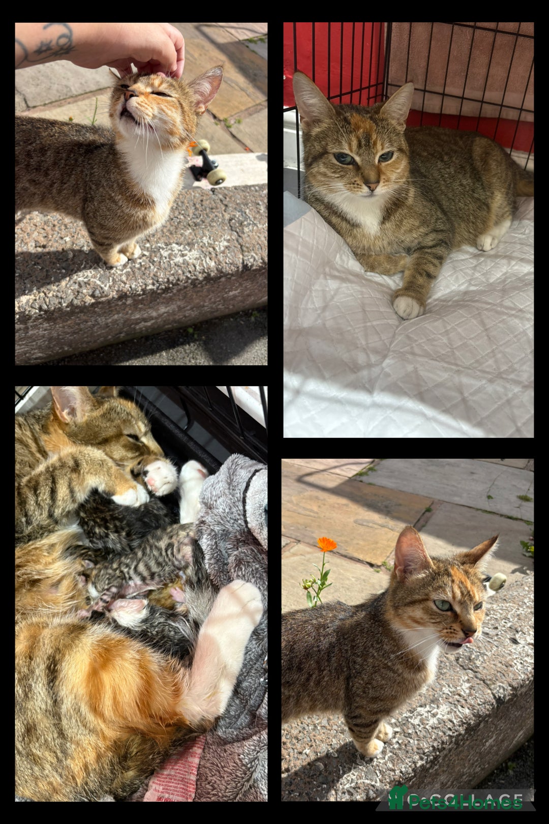 Mixed Breed cats for sale: 4 tabby beautiful kittens for sale  - Image 5