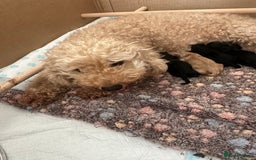Yorkiepoo dogs for sale: Yorkiepoo puppies for sale - Image 14