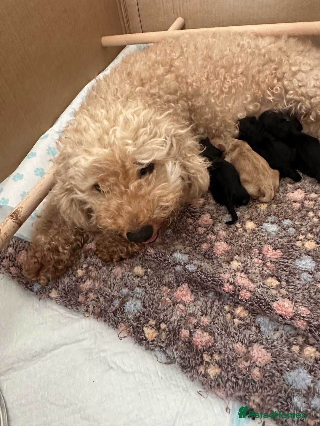 Yorkiepoo dogs for sale: Yorkiepoo puppies for sale - Image 14