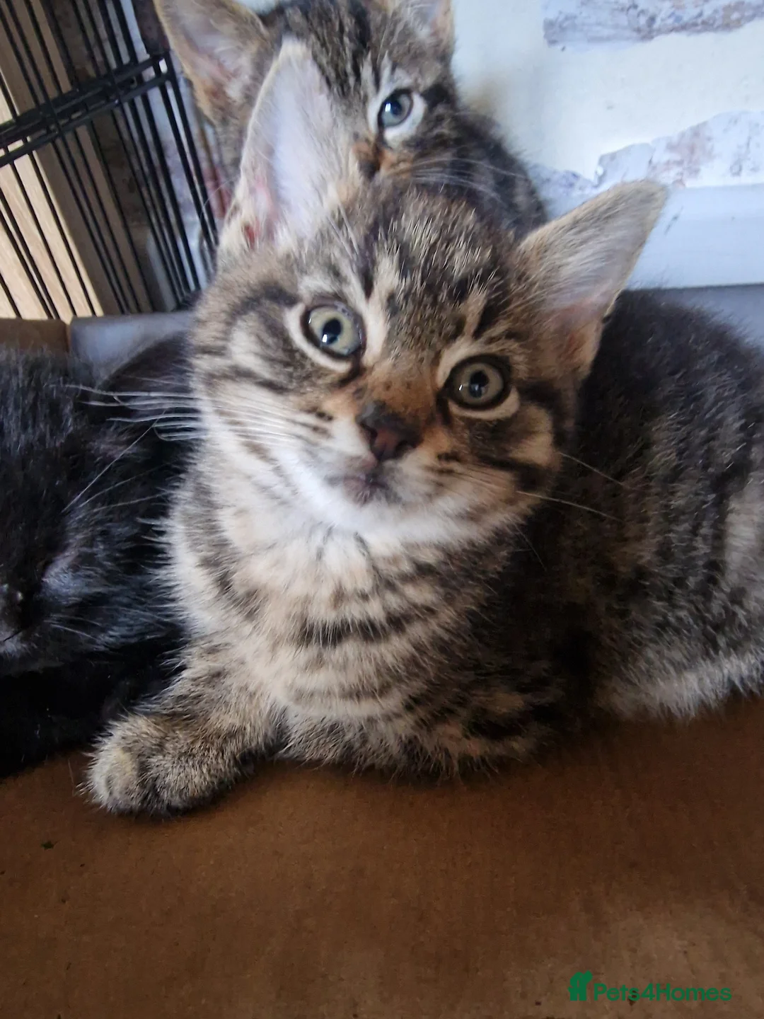 Mixed Breed cats for sale: Gorgeous chunky kittens - Advert 8