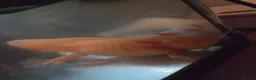 Axolotl reptiles for sale: 2x Axolotls in need of rehoming in London - Advert 3