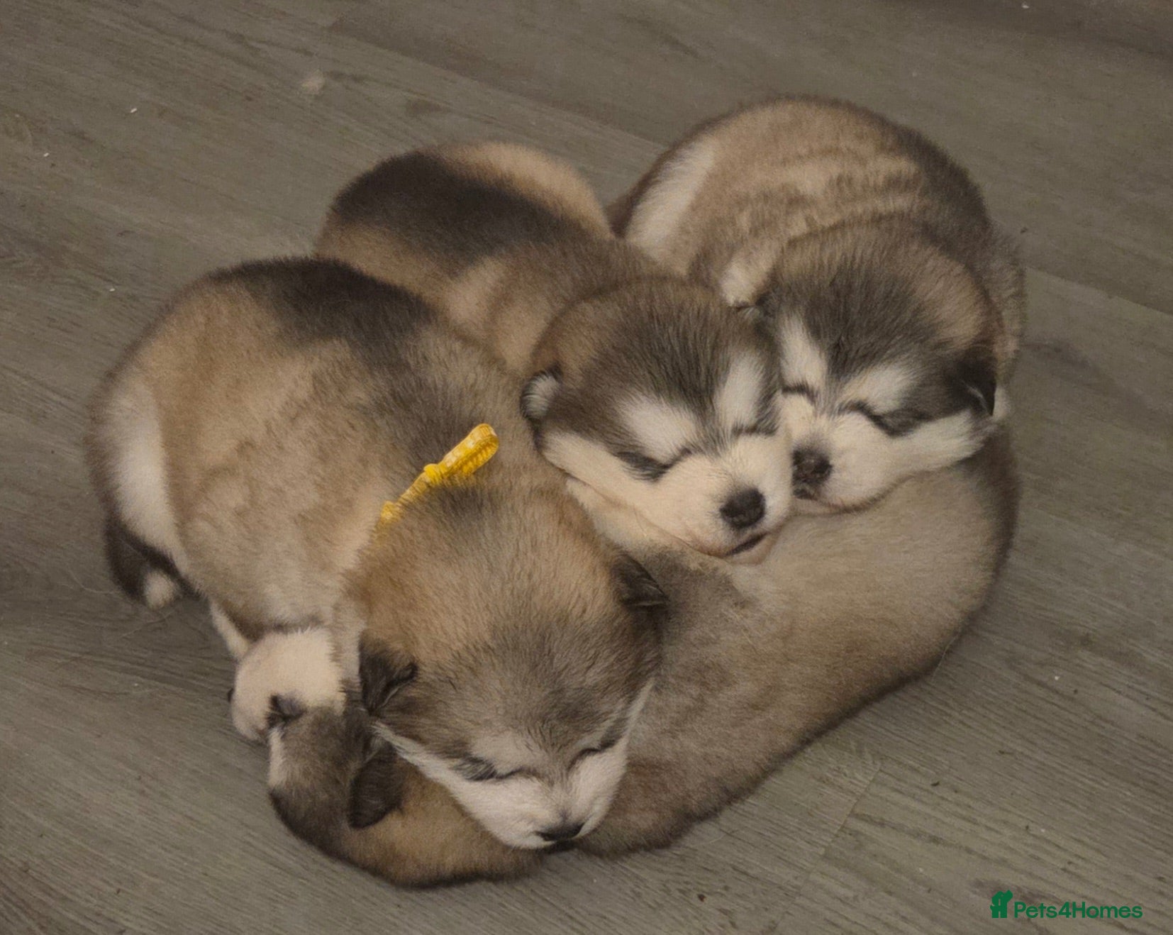 Alaskan Malamute dogs Pedigree Alaskan Malamute puppies  - Advert 2