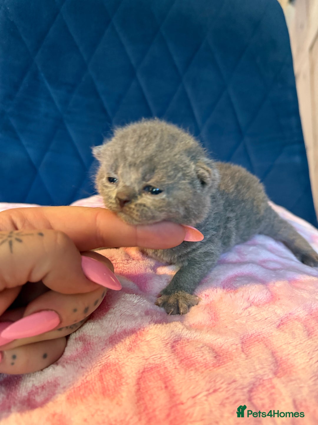 British Shorthair cats for sale: Pure British Shorthair Champion line 🥇🏆😻  - Image 6