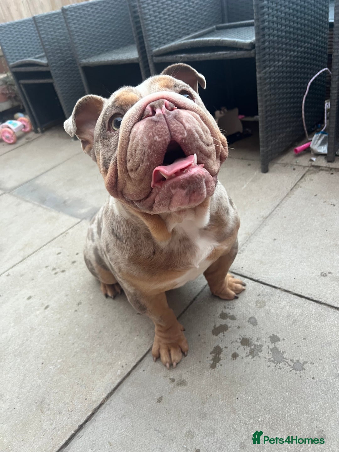 English Bulldog dogs for stud: Up for stud £200  - Advert 3