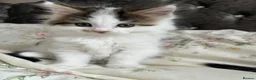 British Longhair cats for sale: CUTE FLUFFY KITTENS LOOKING FOR A FOREVER HOME - Advert 4