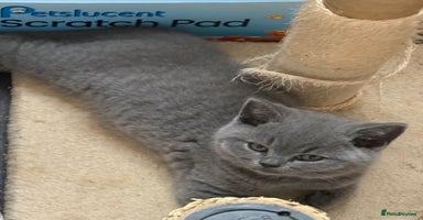 British Shorthair cats - Advert 6
