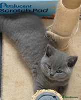British Shorthair cats - Advert 6
