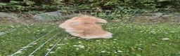 Lionhead rabbits for sale: Female Lionhead with Lovely Thick Light Brown Fur - Advert 3