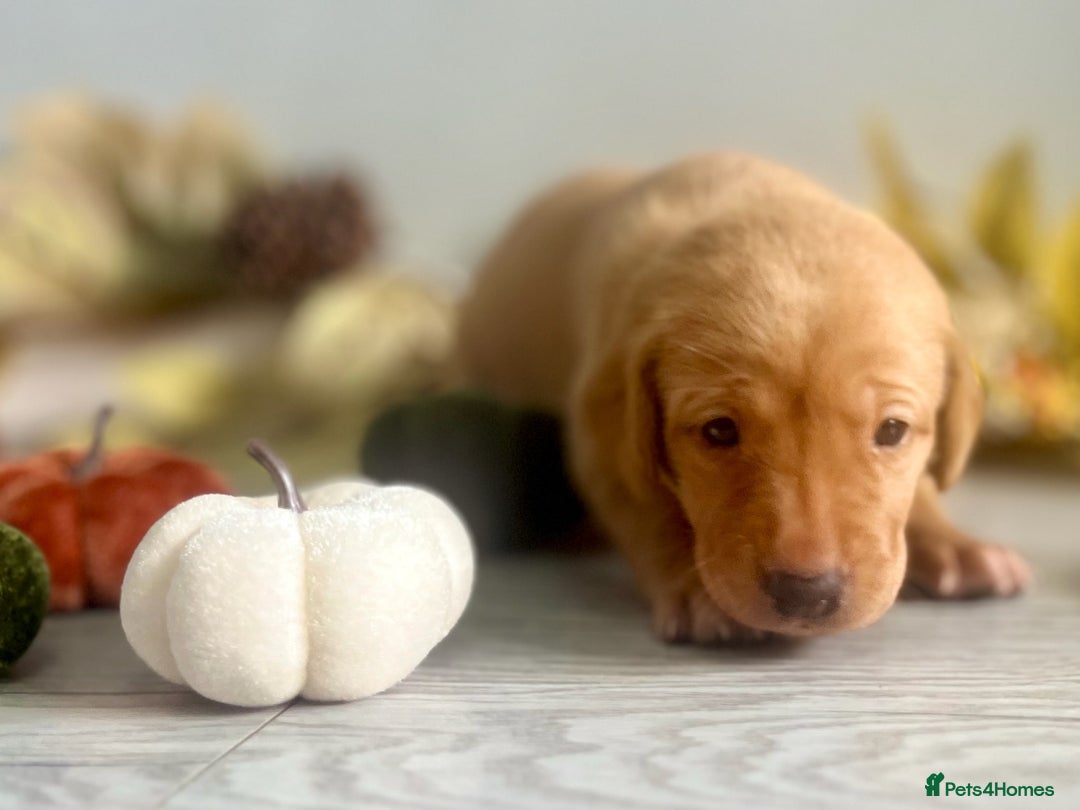 Labrador Retriever dogs for sale: Yellow Labrador Puppies - Image 20