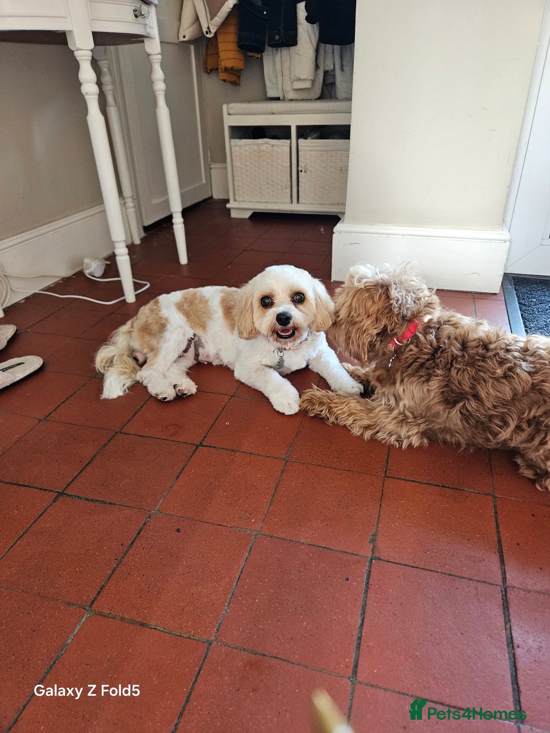 Cavapoo dogs for sale: A lovely couple of cavapoos  - Advert 4