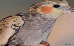 Cockatiels birds for sale: Hand reared baby cocktails very tame lovely birds  - Image 7