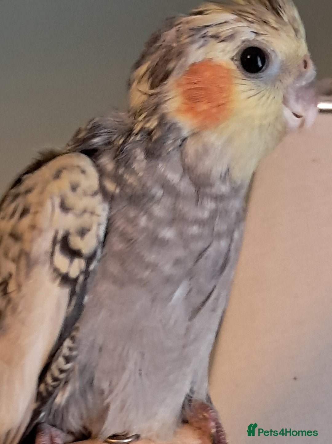 Cockatiels birds for sale: Hand reared baby cocktails very tame lovely birds  - Image 7