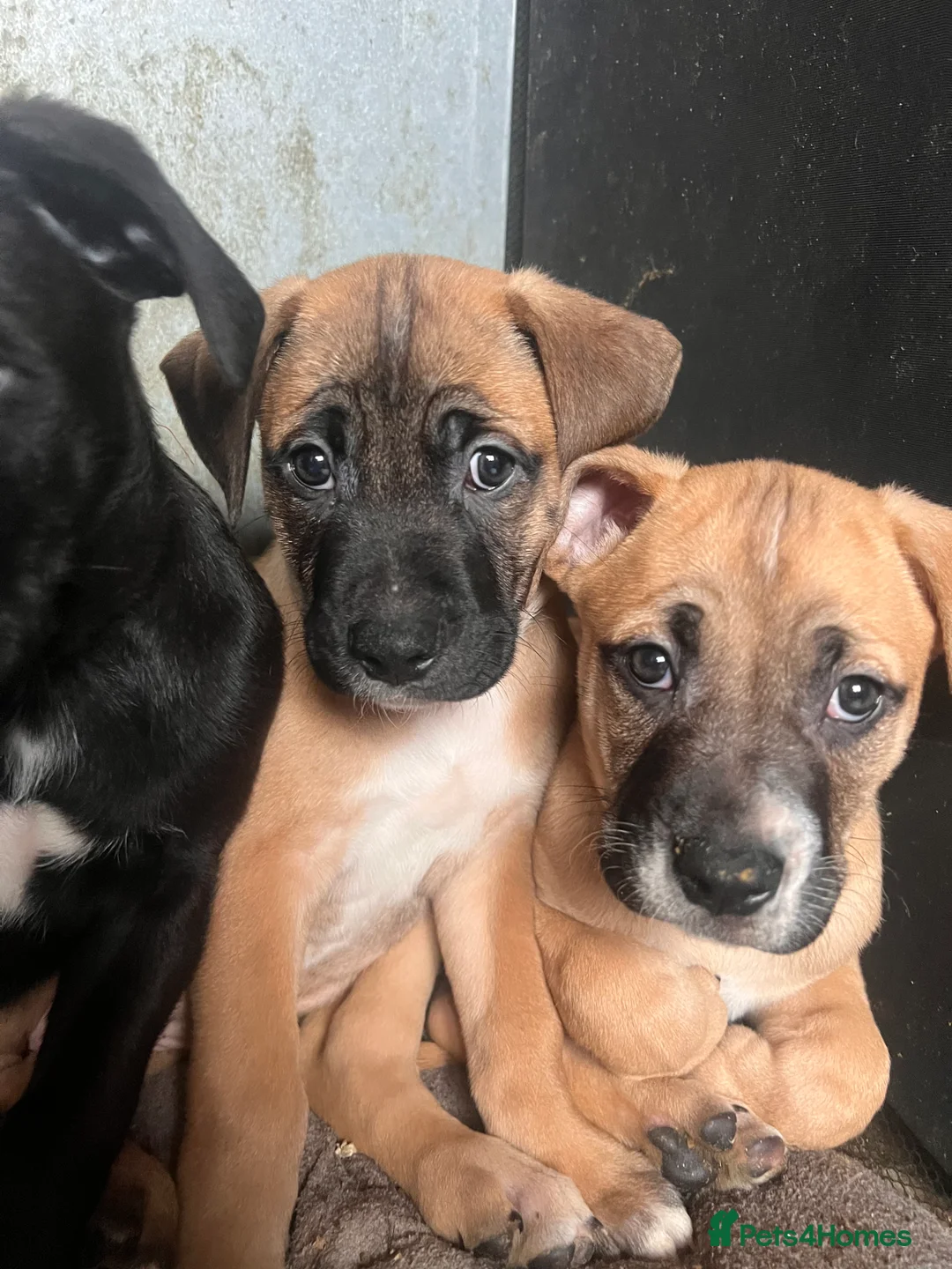 Mixed Breed dogs for sale: 8 Beautiful Mastiff x Staff x Black Mouth Cur Pups - Advert 35
