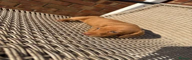 Miniature Dachshund 3