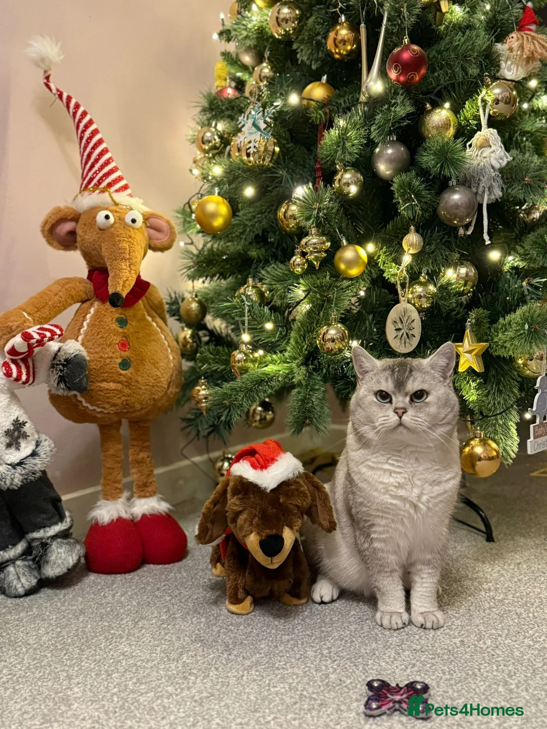 British Shorthair cats for stud: Snow  - Advert 2