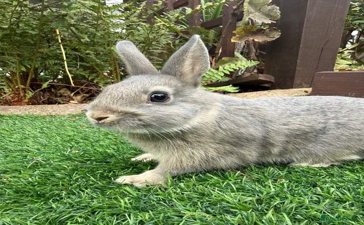 Netherland Dwarf rabbits - Advert 3