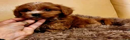 Cavapoo dogs for sale: Beautiful Red Cavapoo Miniature Puppies  - Advert 4