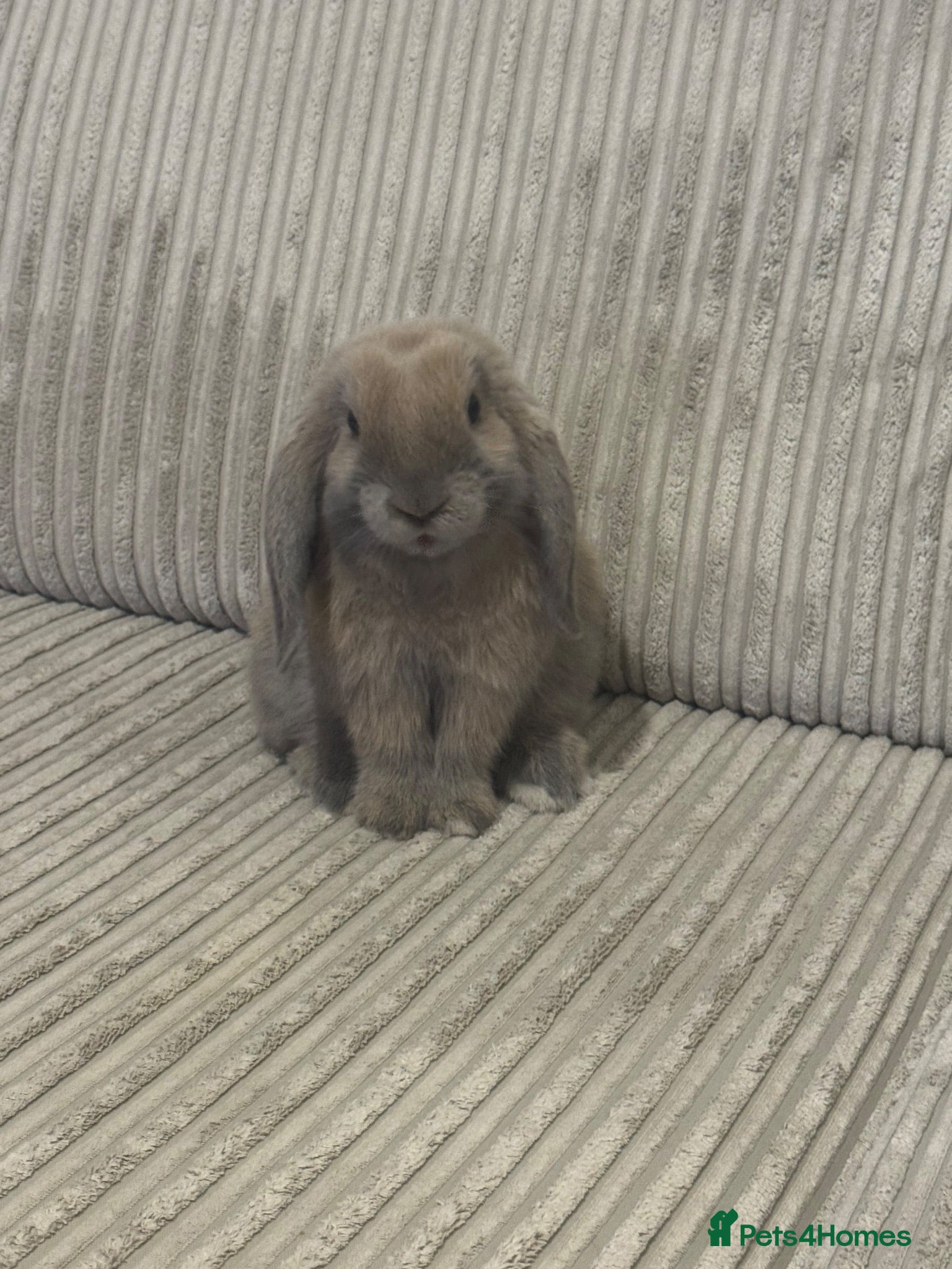 Mini Lop rabbits Mini lop  - Advert 5