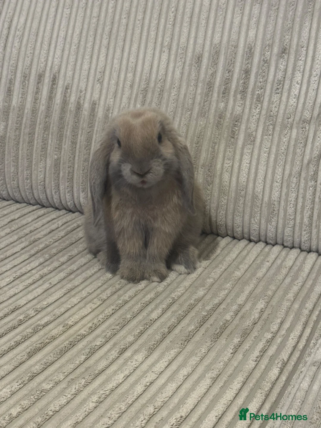 Mini Lop rabbits for sale: Mini lop  in Southampton - Advert 1