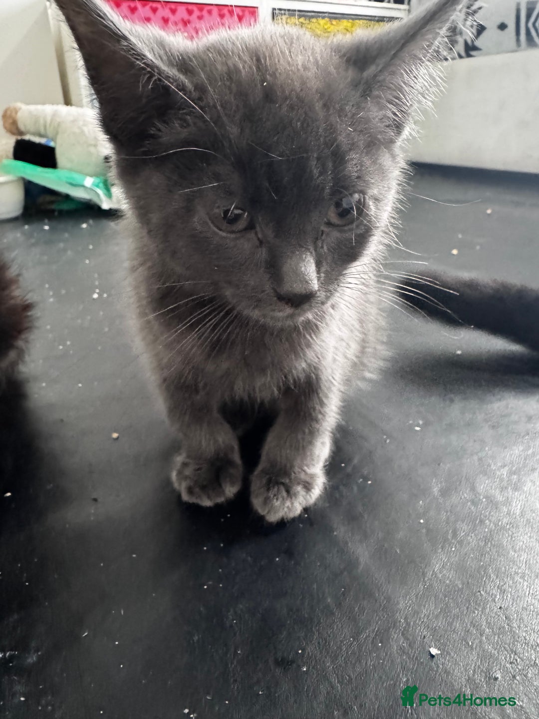 Mixed Breed cats for sale:  4 Kittens British long & short hair mixed breed. - Advert 3