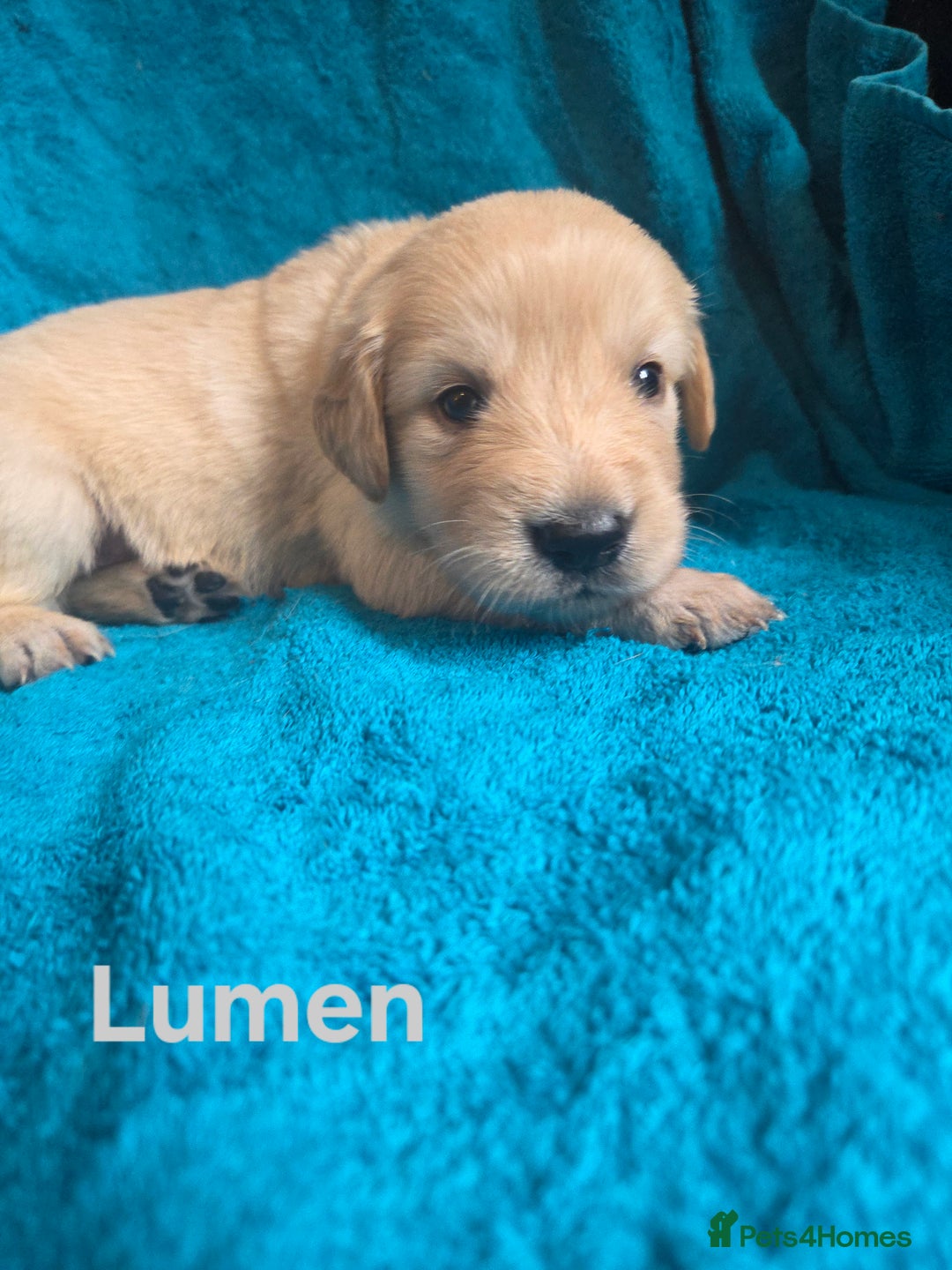 Goldador dogs for sale: Goldador Puppy 5 - Kitanas puppies  - Image 26